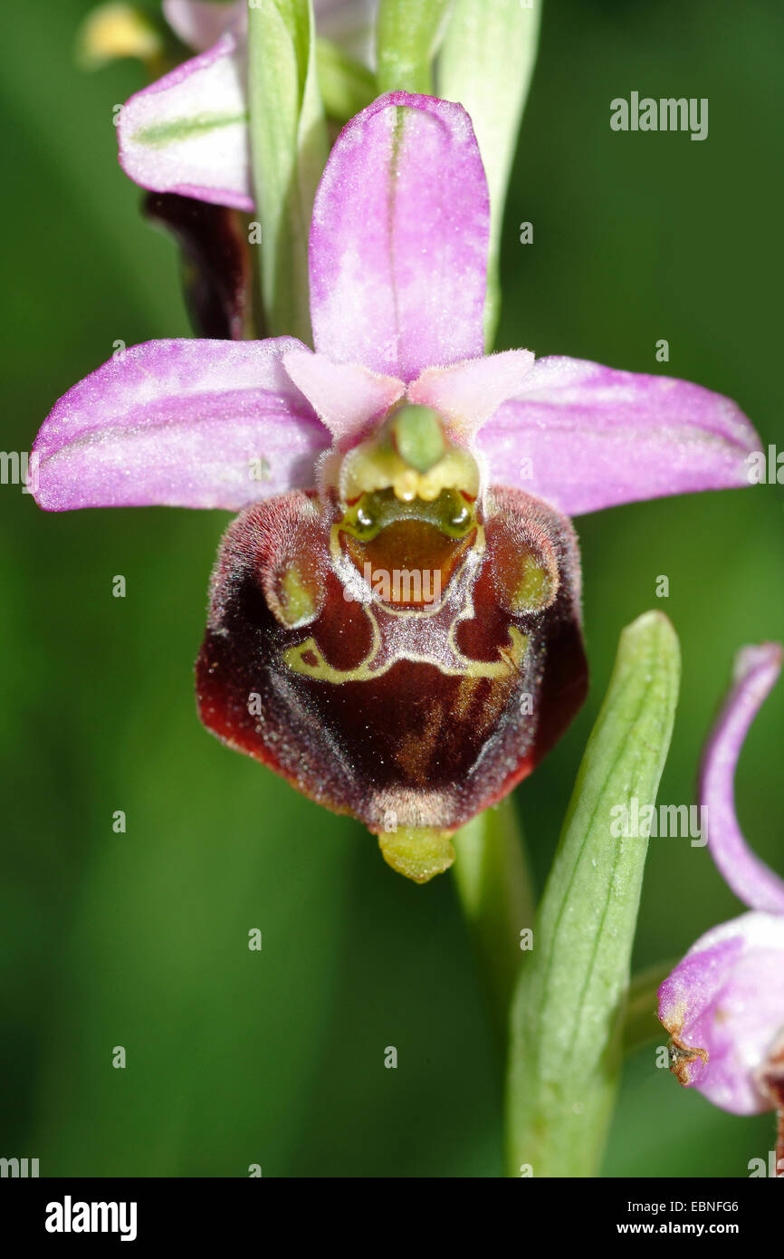 later spider orchid (Ophrys holoserica, Ophrys holosericea), flower, Germany Stock Photo