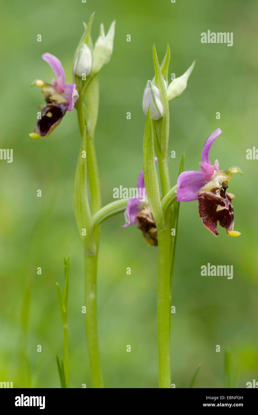 later spider orchid (Ophrys holoserica, Ophrys holosericea), blooming, Germany Stock Photo