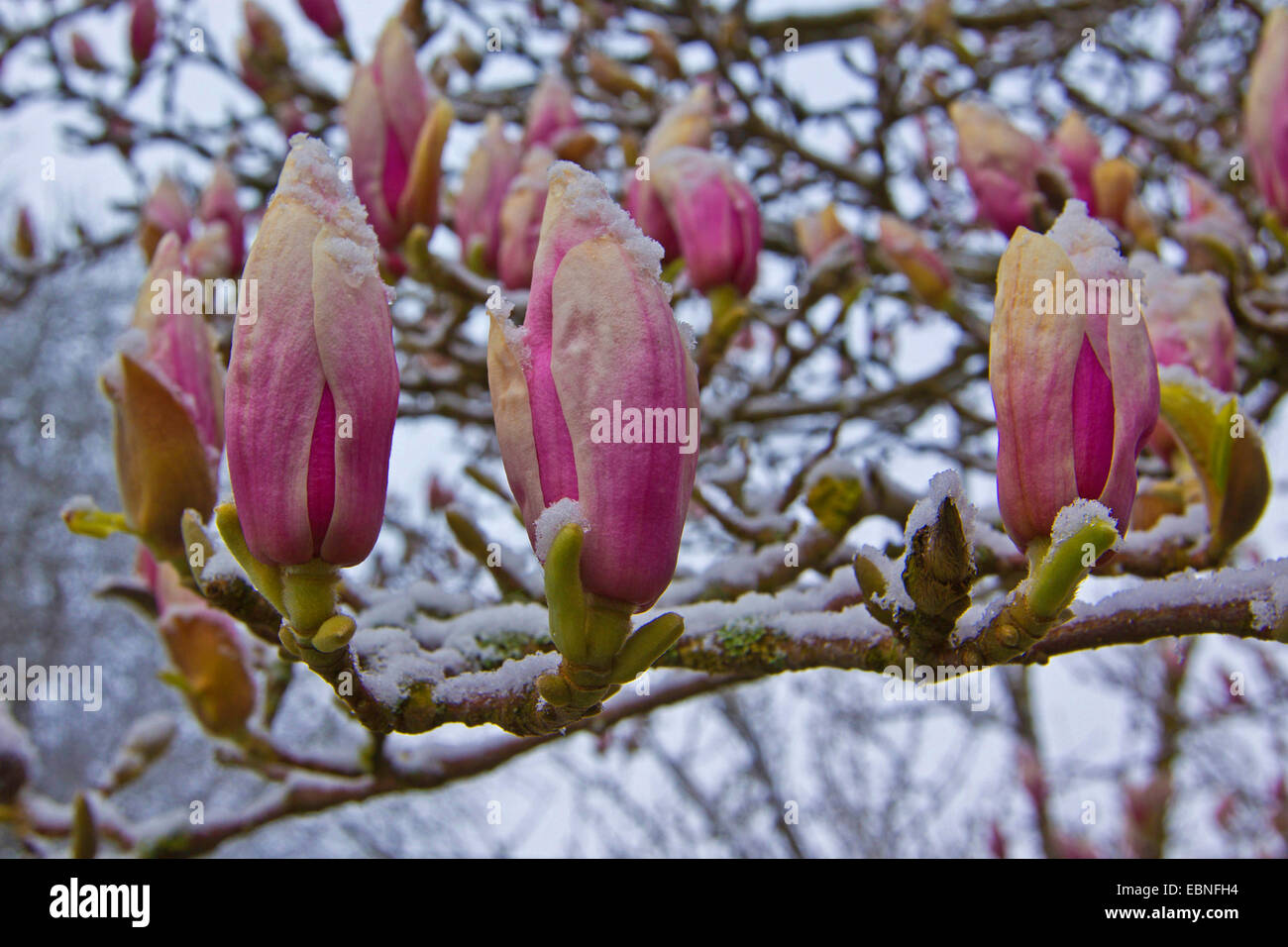 saucer magnolia (Magnolia x soulangiana, Magnolia soulangiana, Magnolia x soulangeana, Magnolia soulangeana), flowers with snow, Germany, Bavaria Stock Photo