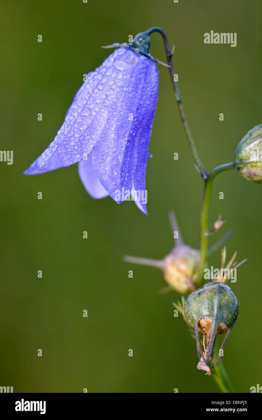 lady's-thimble, scotch bluebell, harebell (Campanula rotundifolia), flower, Denmark Stock Photo