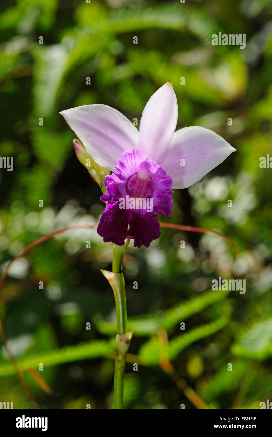 bamboo orchid (Arundina graminifolia), flower, Sri Lanka, Sinharaja Forest National Park Stock Photo