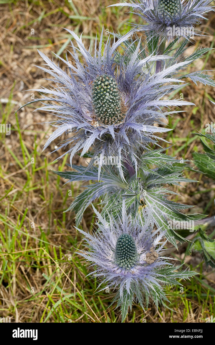 sea holly (Eryngium alpinum), blooming Stock Photo Alamy