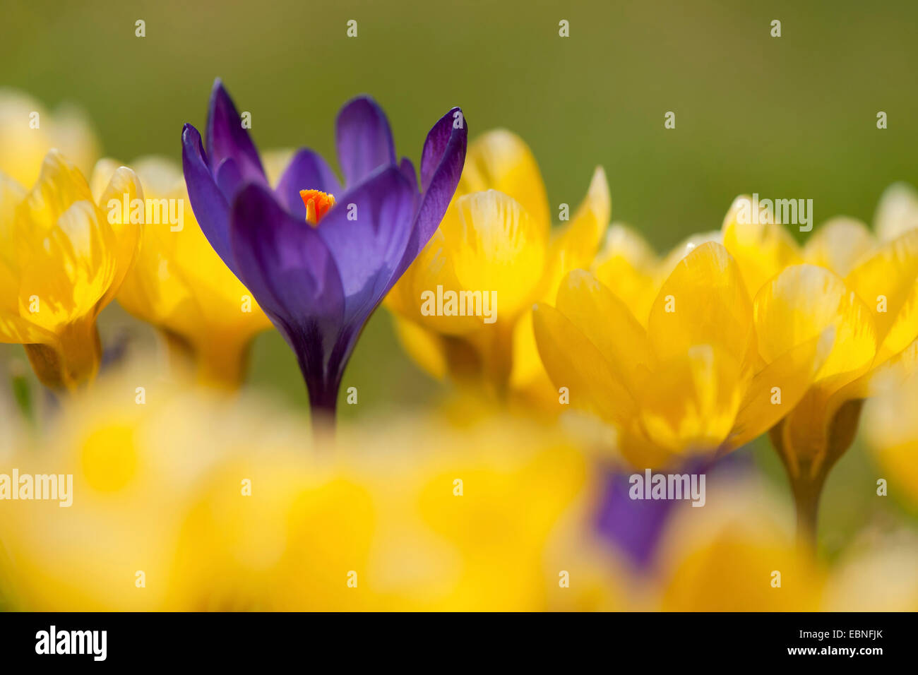 Dutch crocus, spring crocus (Crocus vernus, Crocus neapolitanus), violett and yellow flowers Stock Photo