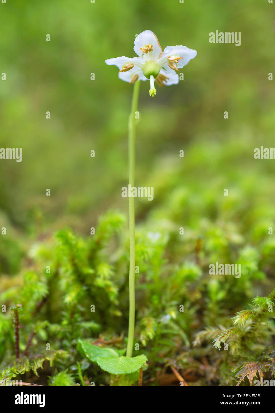 One-flowered pyrola, Woodnymph, One-flowered wintergreen, Single delight, wax-flower (Moneses uniflora), flowering, Austria, Tyrol, Planseegebiet Stock Photo