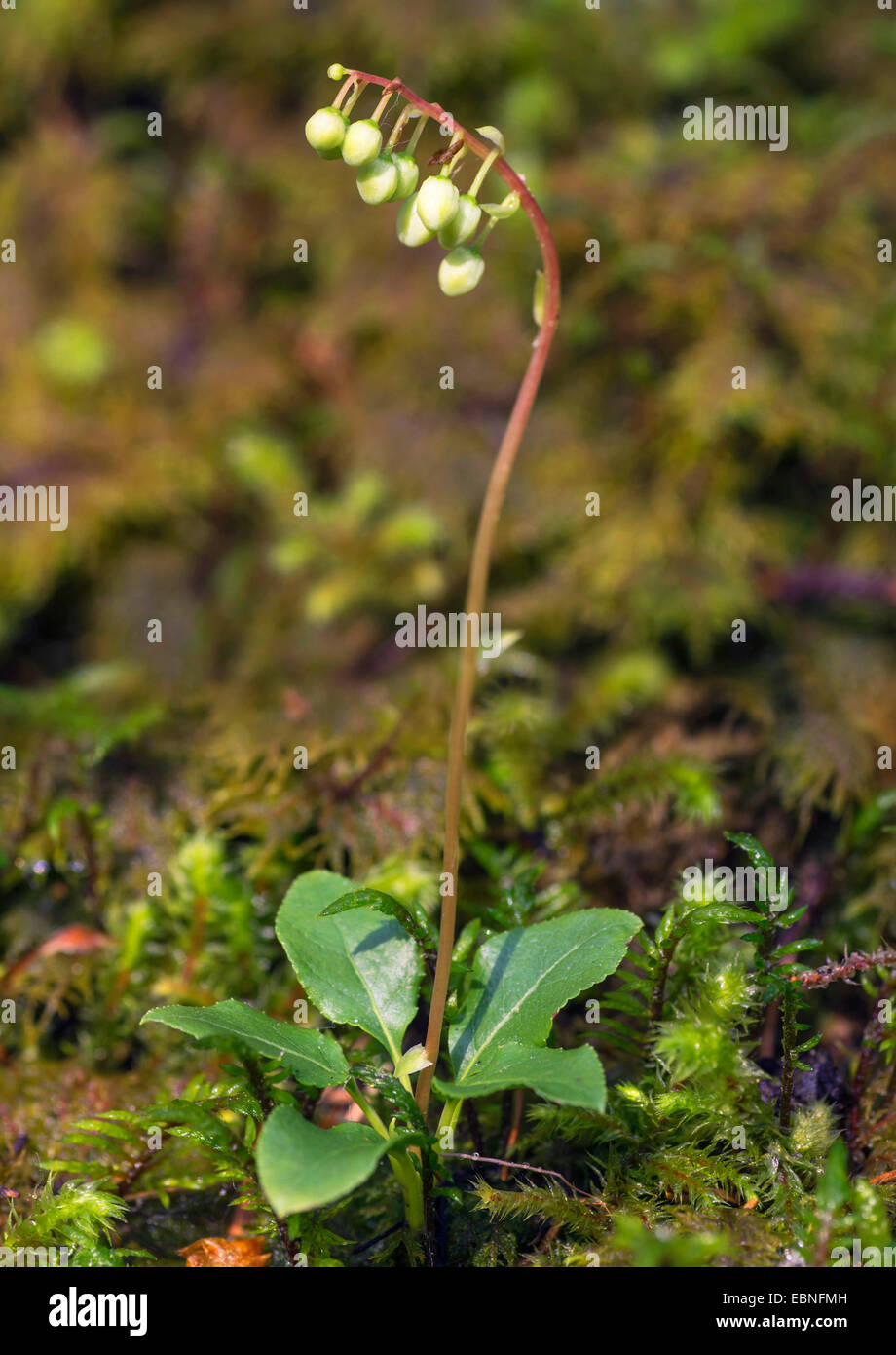 one-sided wintergreen, serrated wintergreen, sidebells (Orthilia secunda), flowering, Austria, Tyrol, Planseegebiet Stock Photo