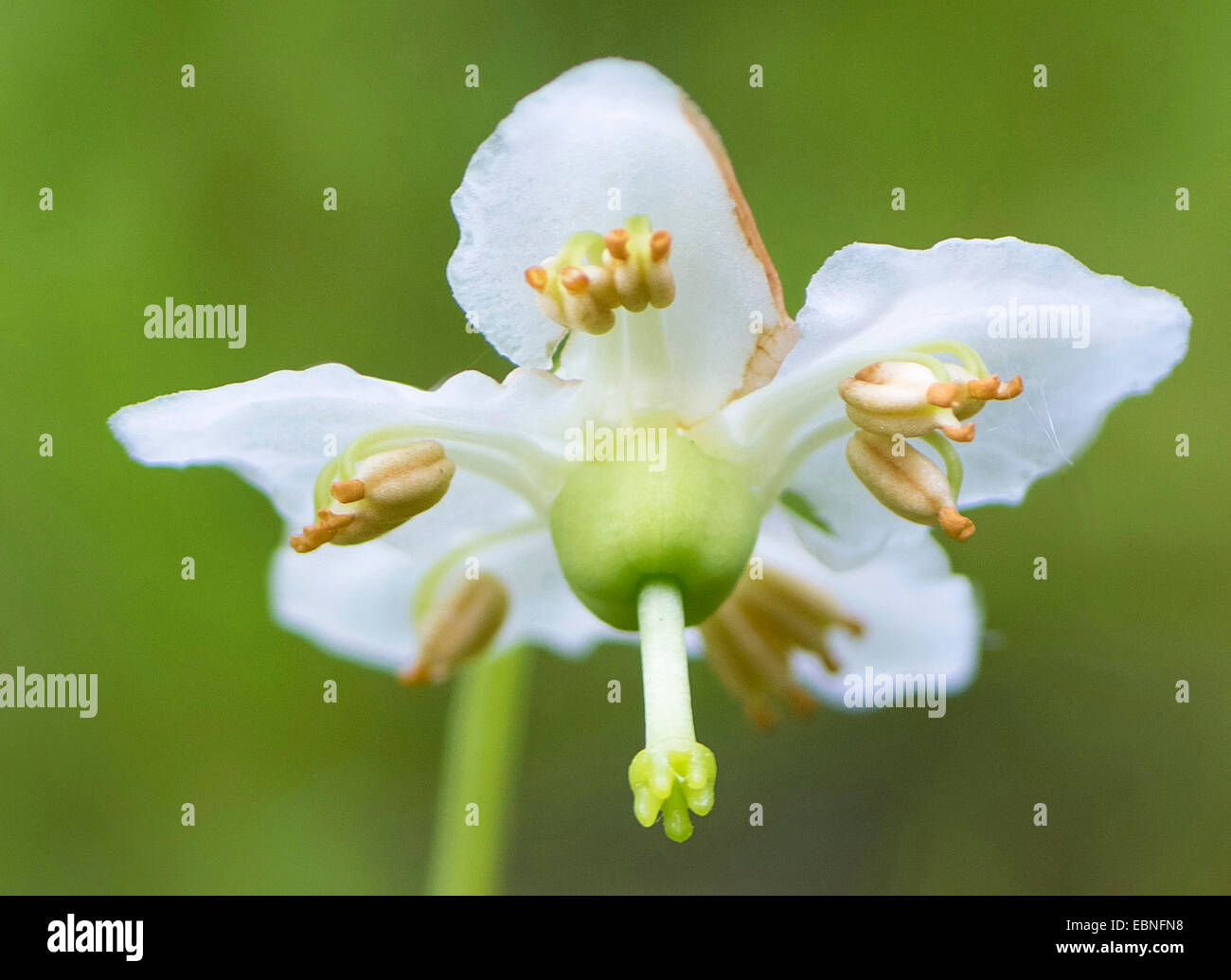 One-flowered pyrola, Woodnymph, One-flowered wintergreen, Single delight, wax-flower (Moneses uniflora), flower, Austria, Tyrol, Planseegebiet Stock Photo