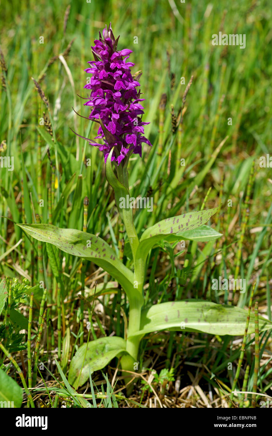 western marsh-orchid (Dactylorhiza majalis), flowering, Germany, Bavaria, Oberbayern, Upper Bavaria Stock Photo