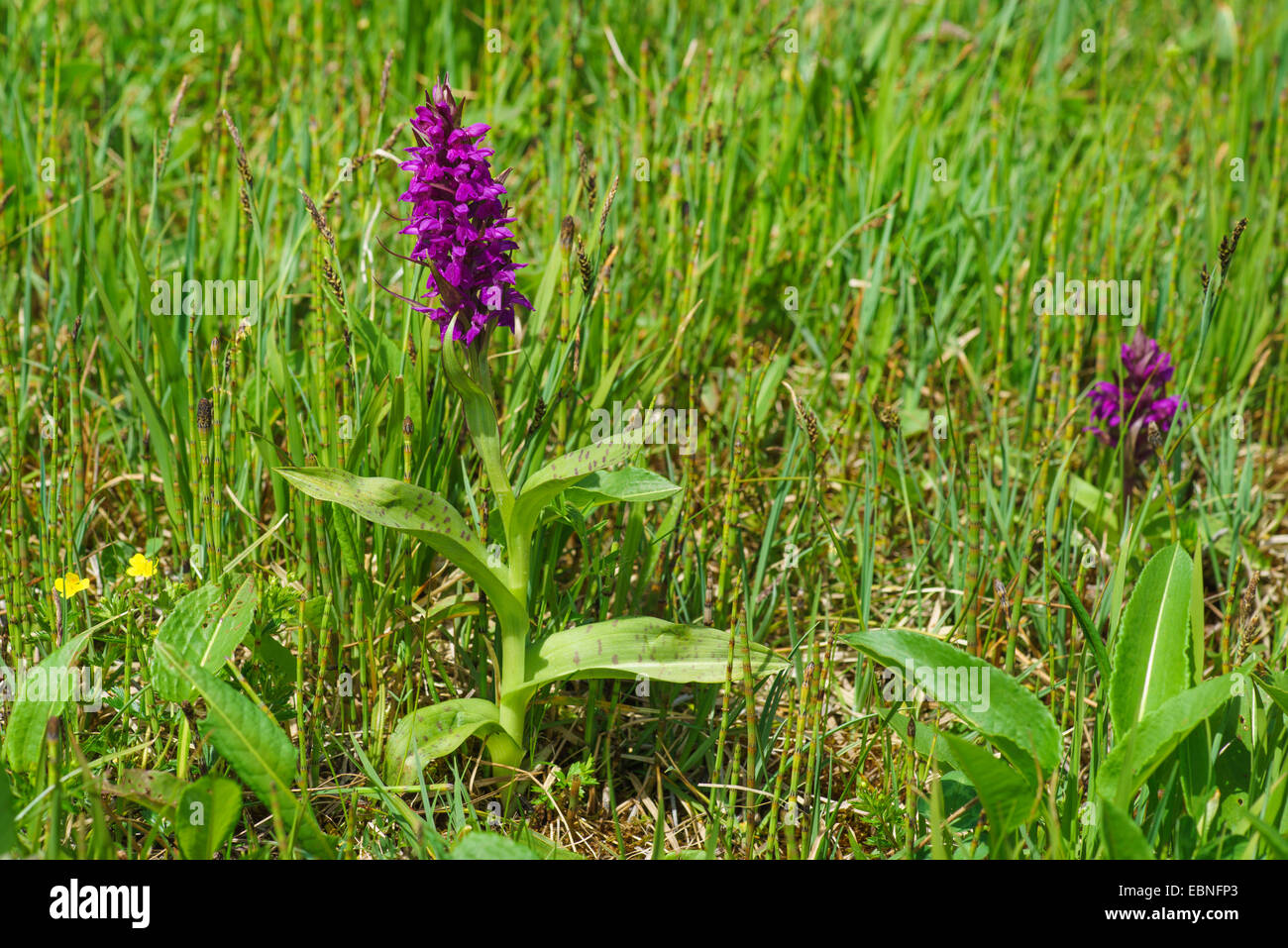 western marsh-orchid (Dactylorhiza majalis), flowering, Germany, Bavaria, Oberbayern, Upper Bavaria Stock Photo