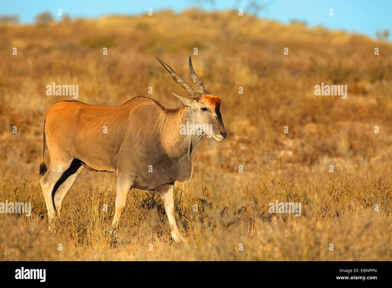 Common eland, Southern Eland (Taurotragus oryx, Tragelaphus oryx), male walking in the desert, South Africa, Kgalagadi Transfrontier National Park Stock Photo