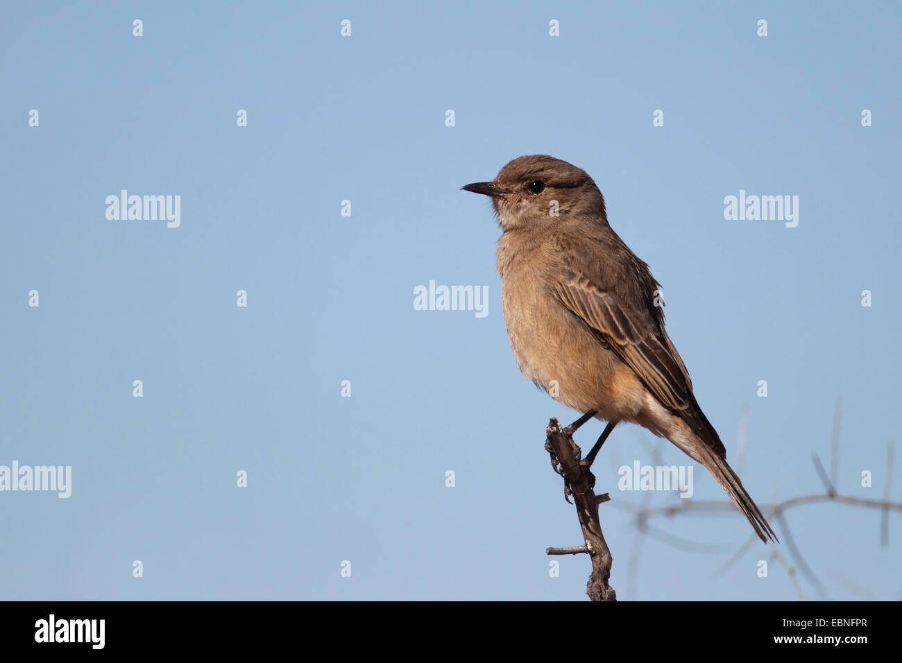 African brown flycatcher (Melaenornis infuscatus), sitting on a branch