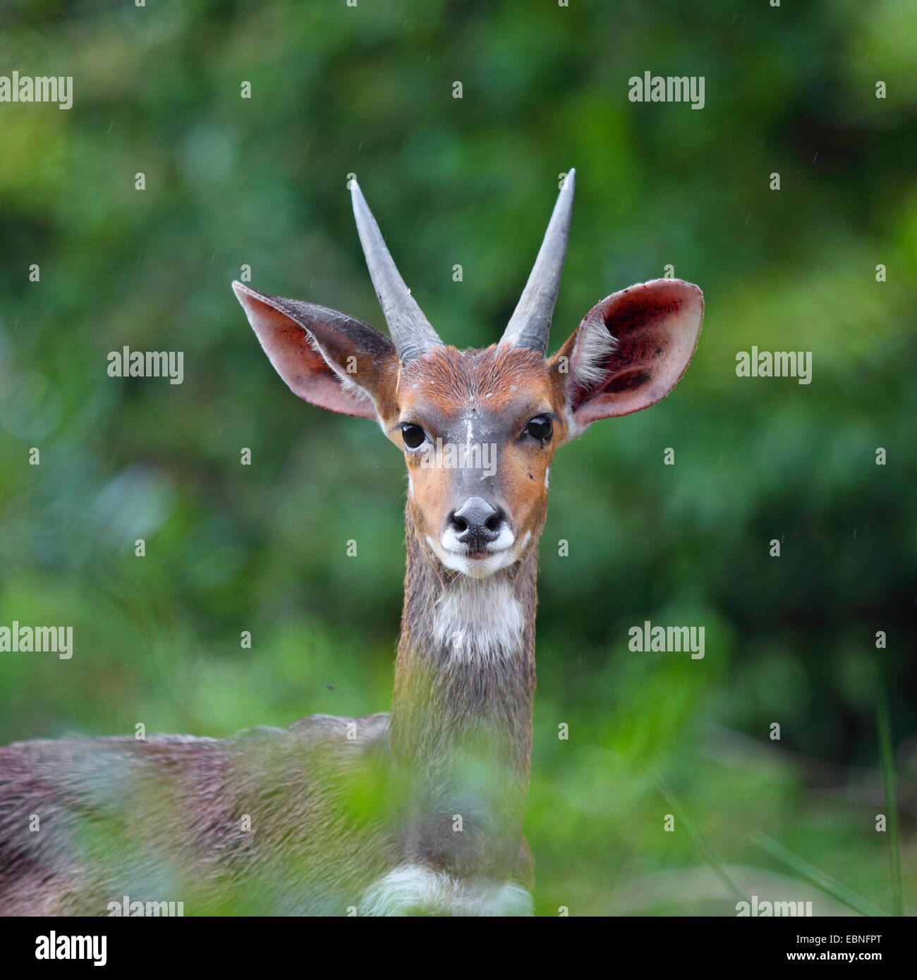 bushbuck, harnessed antelope (Tragelaphus scriptus), portrait of a young male, South Africa, St. Lucia Wetland Park Stock Photo