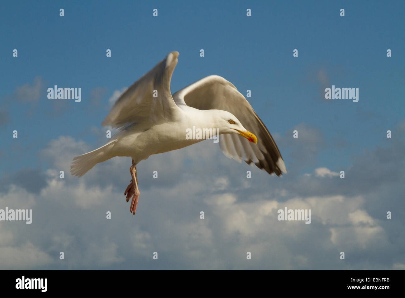 Seagull in flight against clouds and blue sky Stock Photo - Alamy