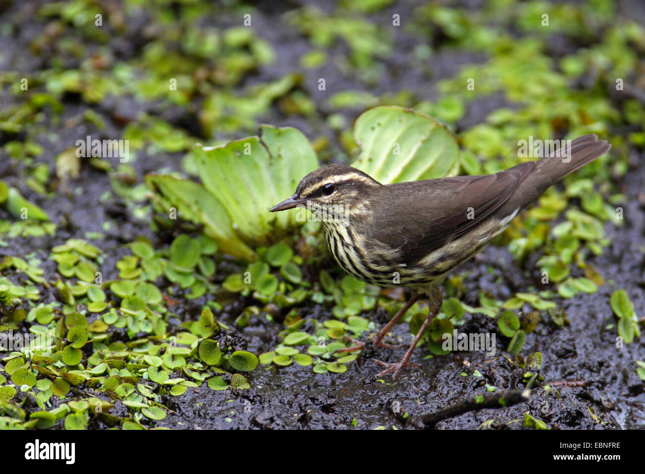 northern water-thrush (Seiurus noveboracensis), looking for food at water cabbage , USA, Florida Stock Photo