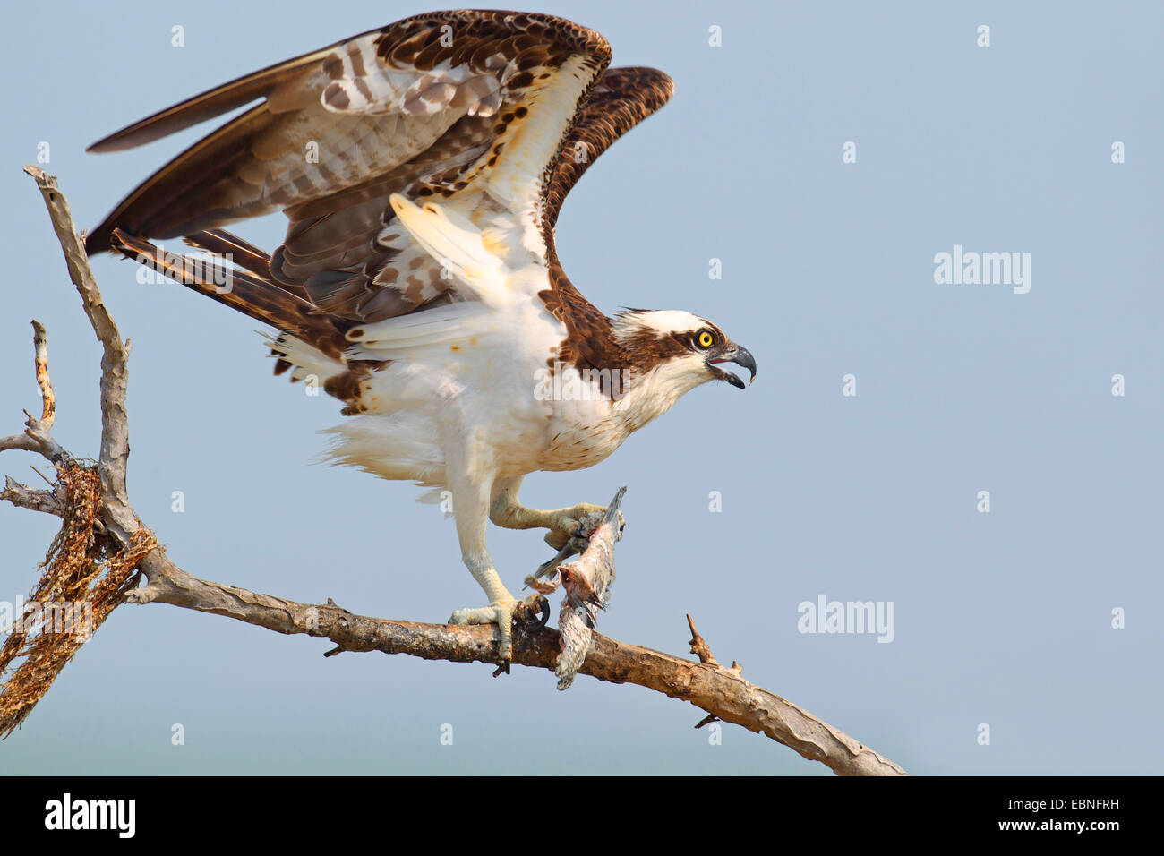 https://c8.alamy.com/comp/EBNFRH/osprey-fish-hawk-pandion-haliaetus-male-flying-off-a-tree-with-a-fish-EBNFRH.jpg