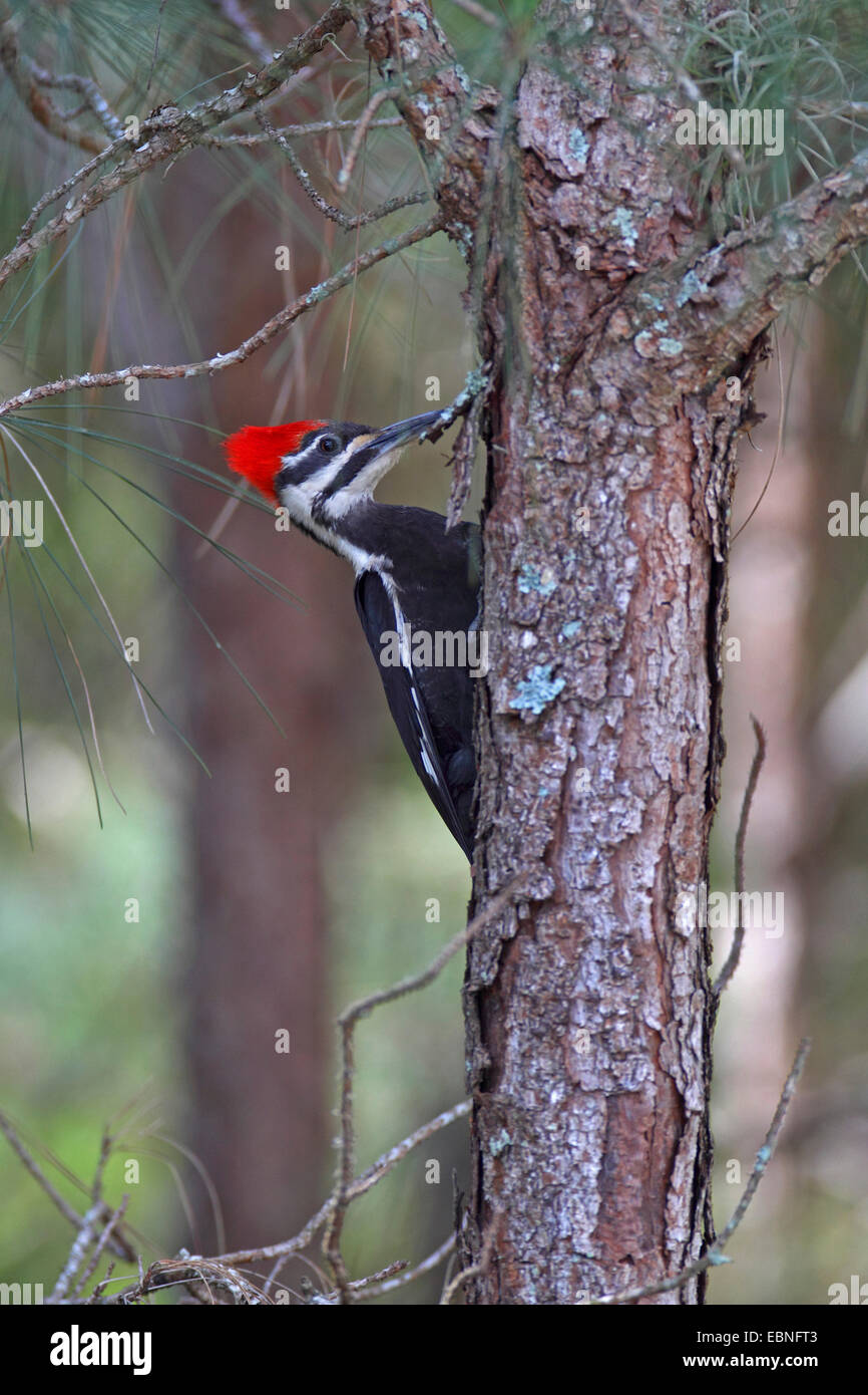 Pileated woodpecker (Dryocopus pileatus), female sitting on a pine tree, USA, Florida Stock Photo