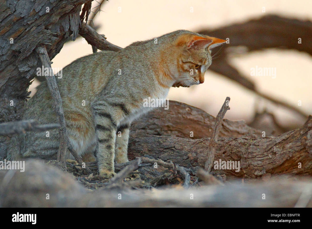 African wildcat (Felis lybica, Felis libyca, Felis silvestris lybica, Felis silvestris libyca), cat sitting under a tree, South Africa, Kgalagadi Transfrontier National Park Stock Photo