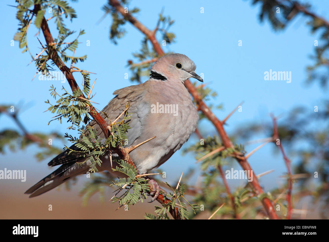 Ring-necked Dove, Cape Turtle Dove, Half-Collared Dove (Streptopelia ...