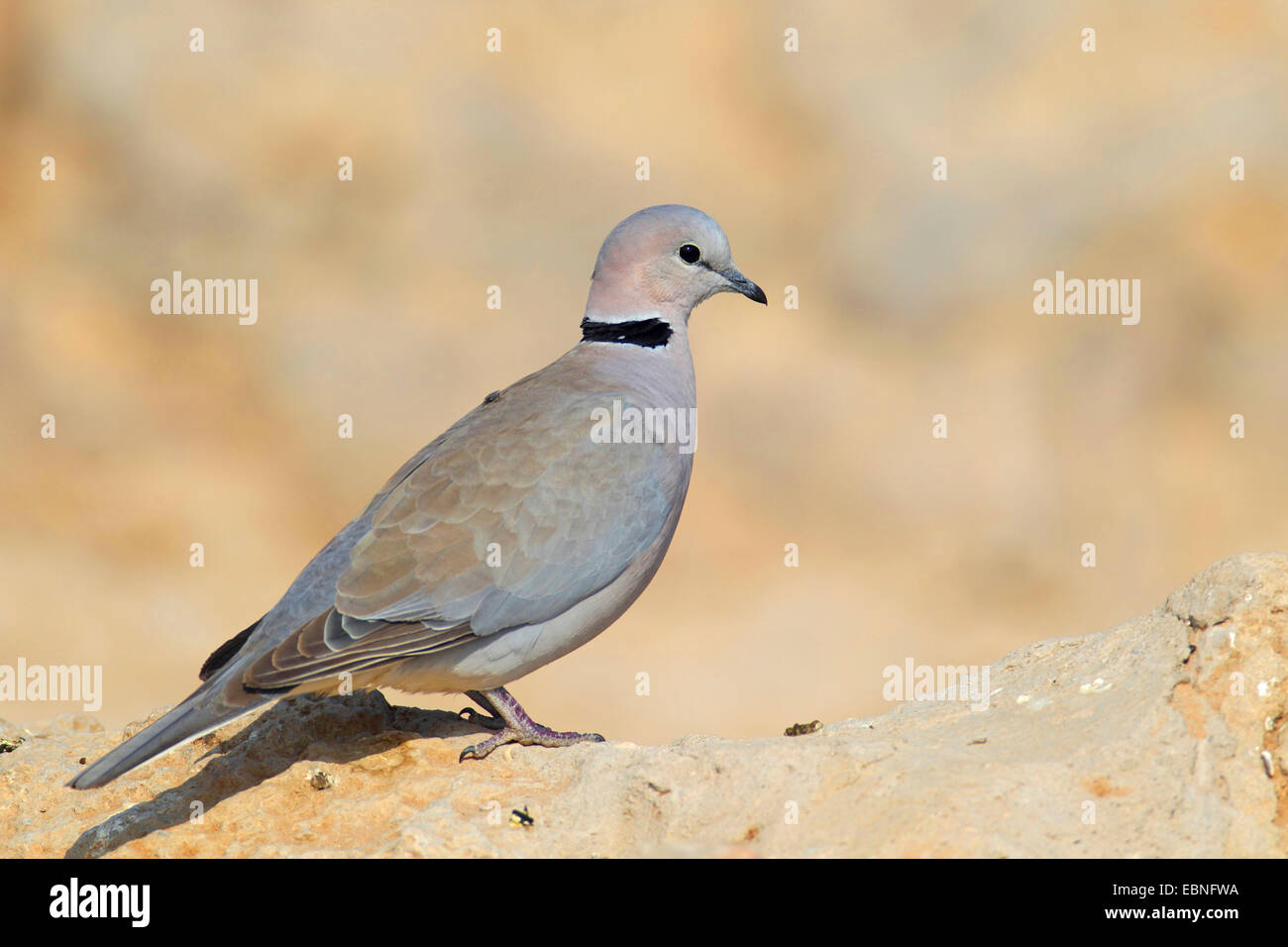 Ringnecked Dove, Cape Turtle Dove, HalfCollared Dove (Streptopelia
