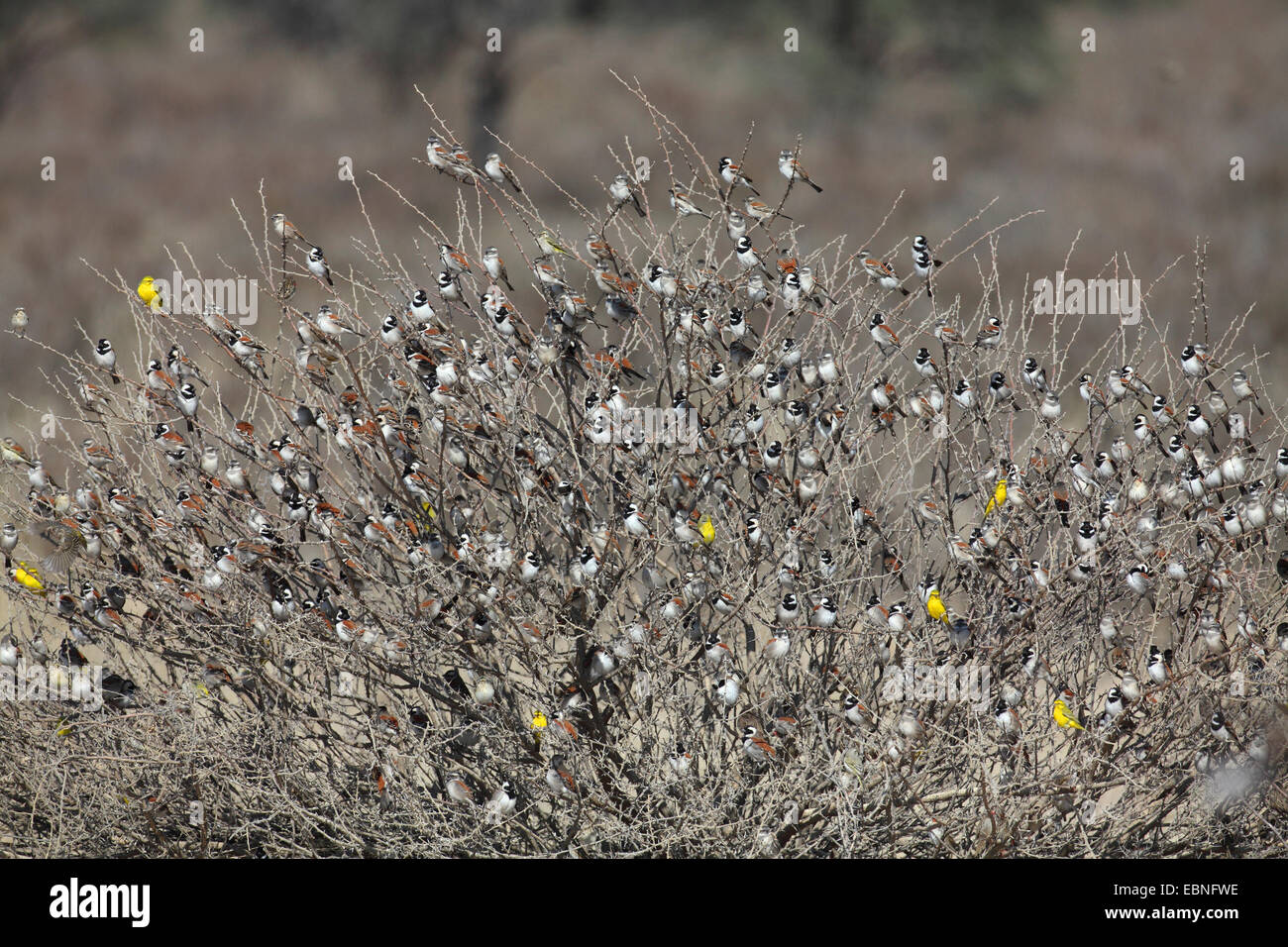 Cape sparrow (Passer melanurus), great flock of cape sparrows and yellow canaries sitting on a thorn bush, South Africa, Kgalagadi Transfrontier National Park Stock Photo