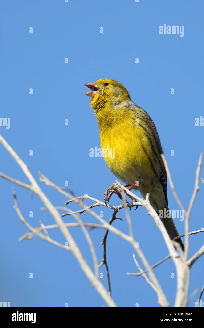 island canary (Serinus canaria), male singing in a tree, basic form of the island canary, Canary Islands, La Palma Stock Photo
