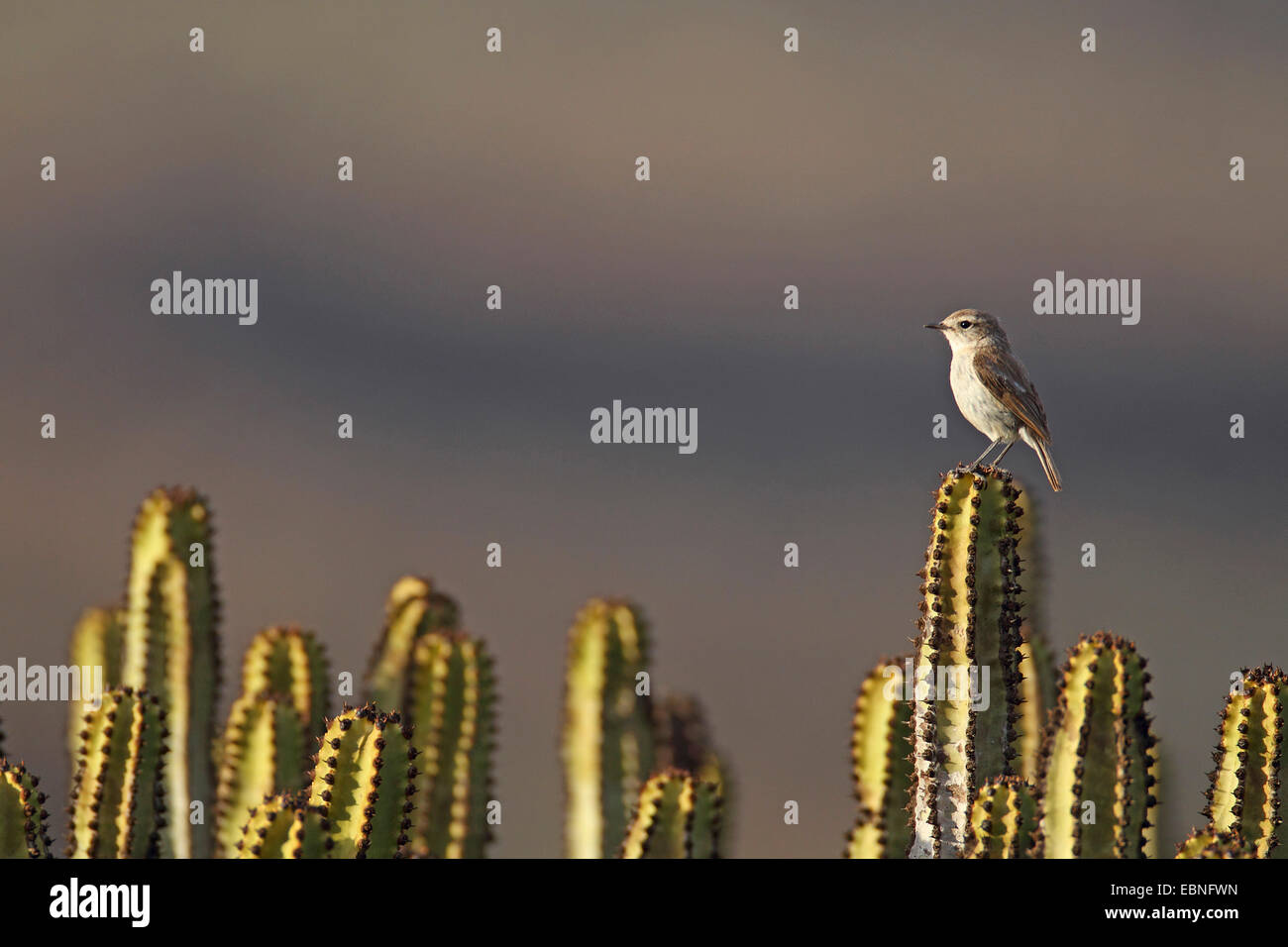 Canary islands chat (Saxicola dacotiae), female sitting on candelabra tree, Canary Islands, Fuerteventura Stock Photo