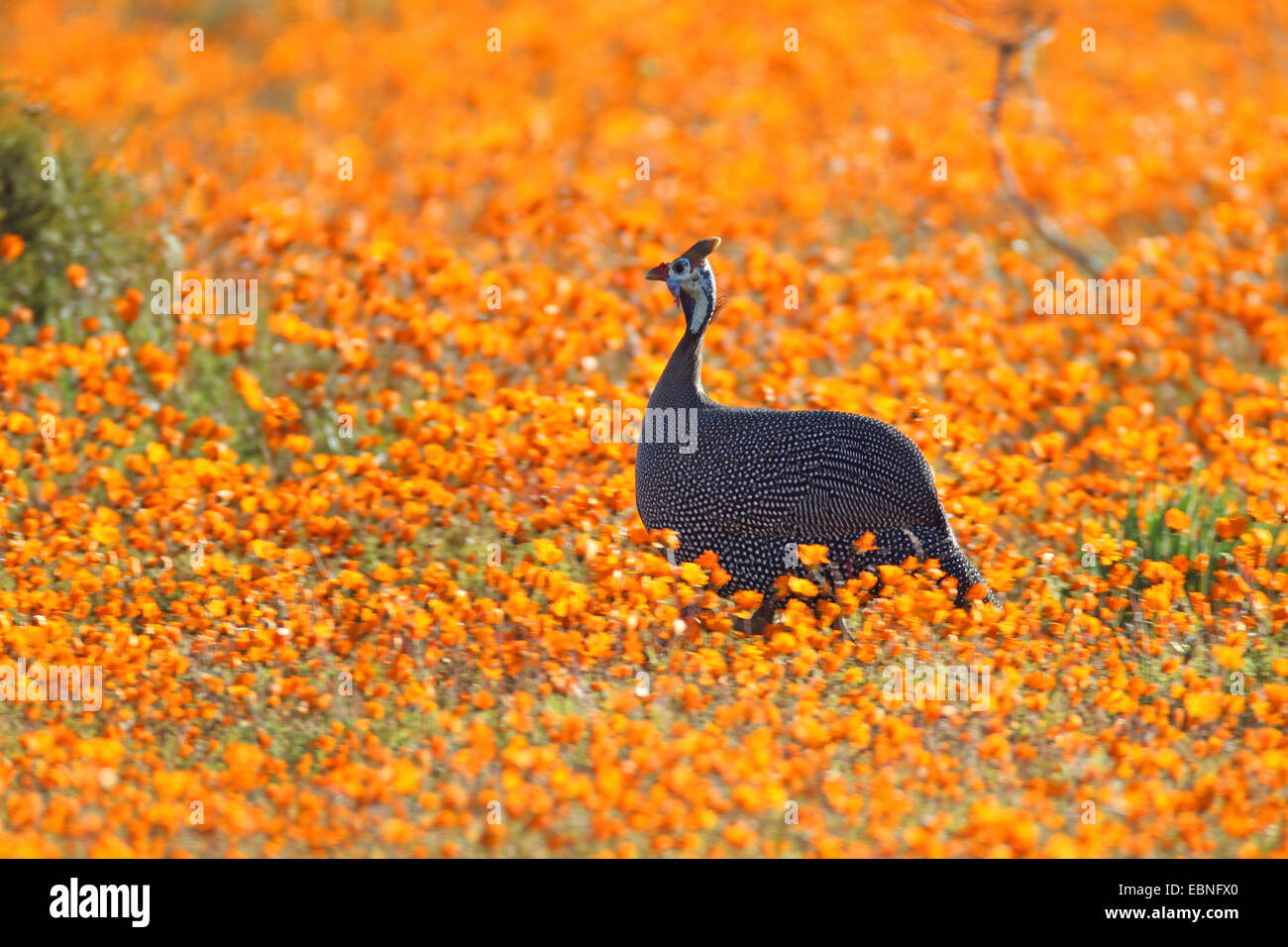 helmeted guineafowl (Numida meleagris), guineafowl standing in a meadow between orange blossoms, South Africa, Namaqua National Park Stock Photo