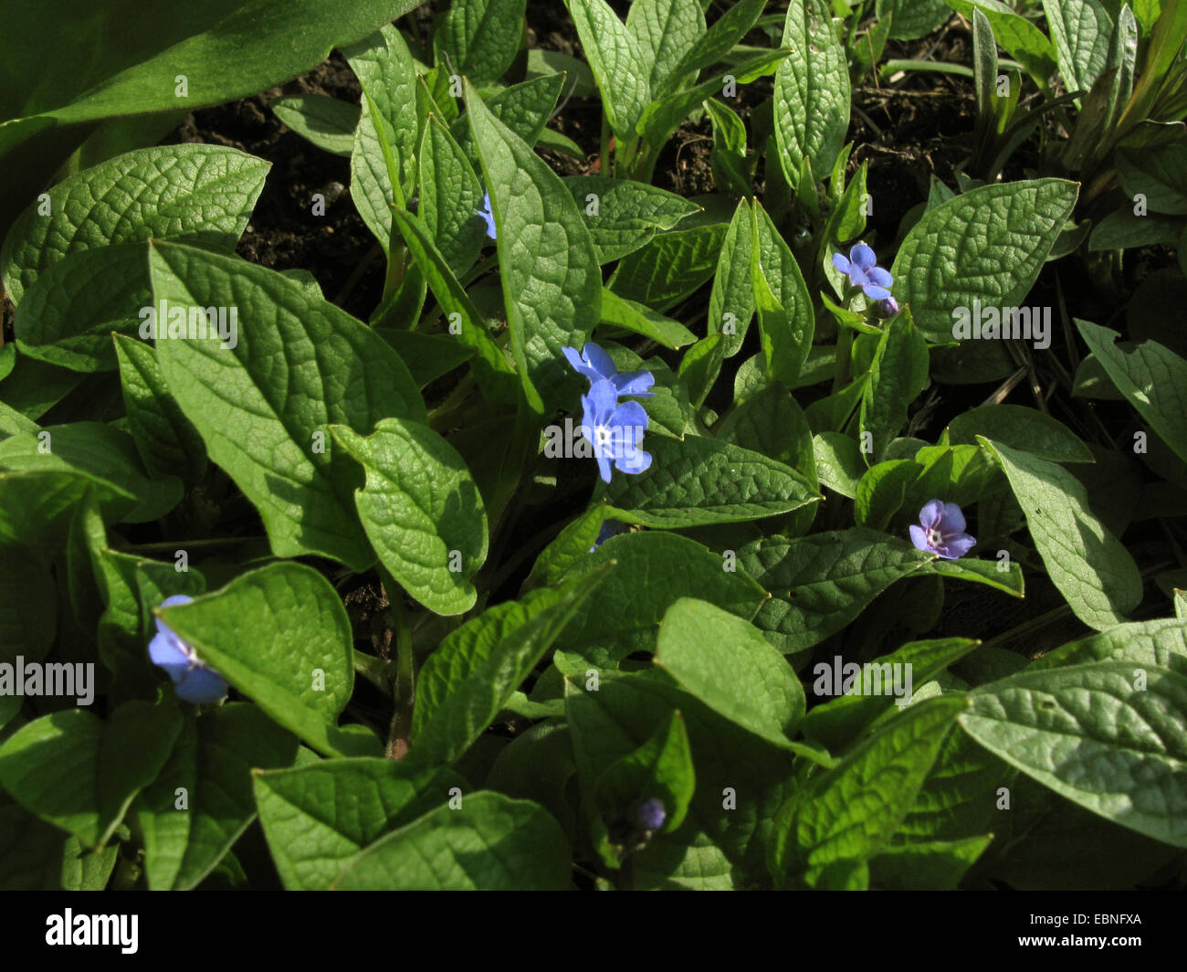 Navelwort, Blue-eyed Mary (Omphalodes verna), blooming Stock Photo