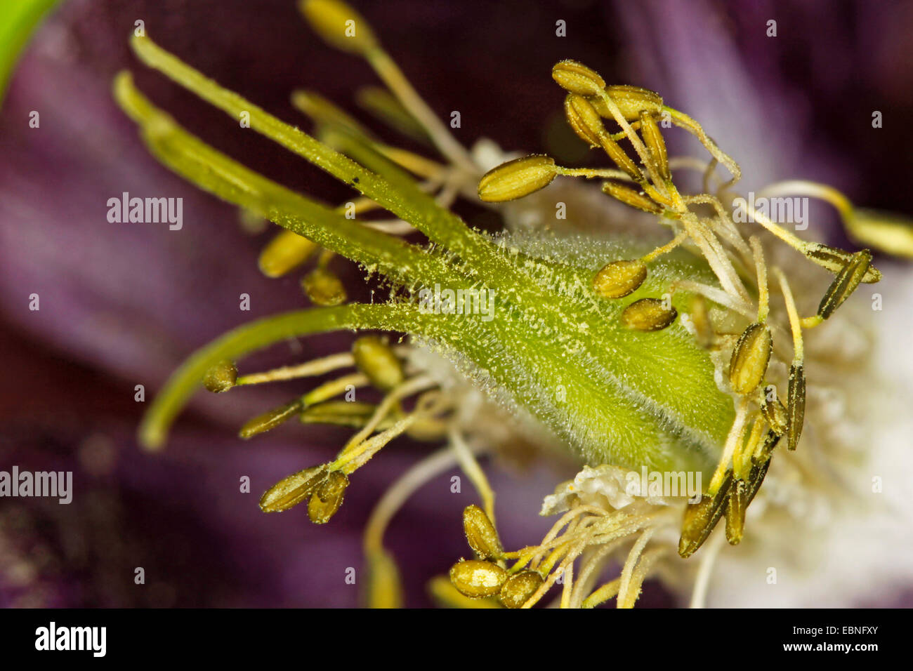 columbine (Aquilegia spec.), pistil and stamina Stock Photo