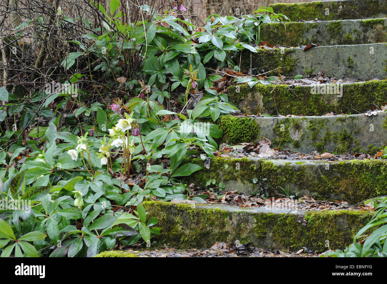 Hellebore (Helleborus spec.), blooming in a garden at mossy stairs Stock Photo