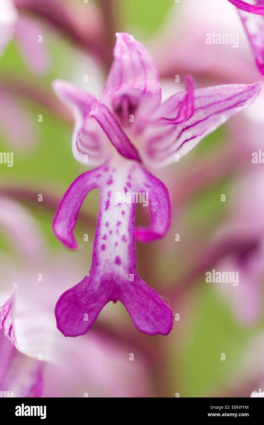 military orchid (Orchis militaris), flower, Germany Stock Photo