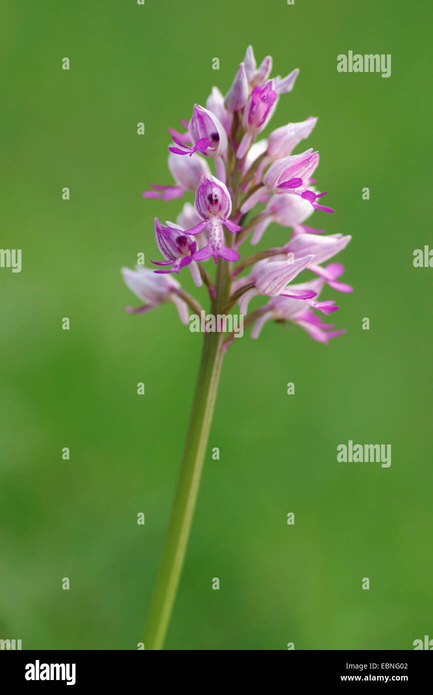 military orchid (Orchis militaris), inflorescence, Germany Stock Photo
