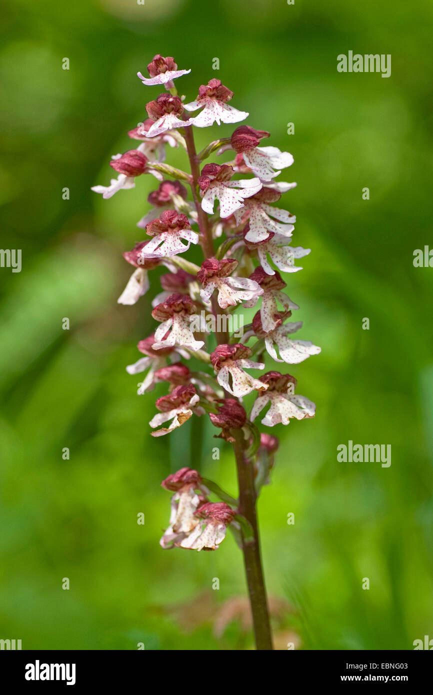 lady orchid (Orchis purpurea), inflorescence, Germany Stock Photo