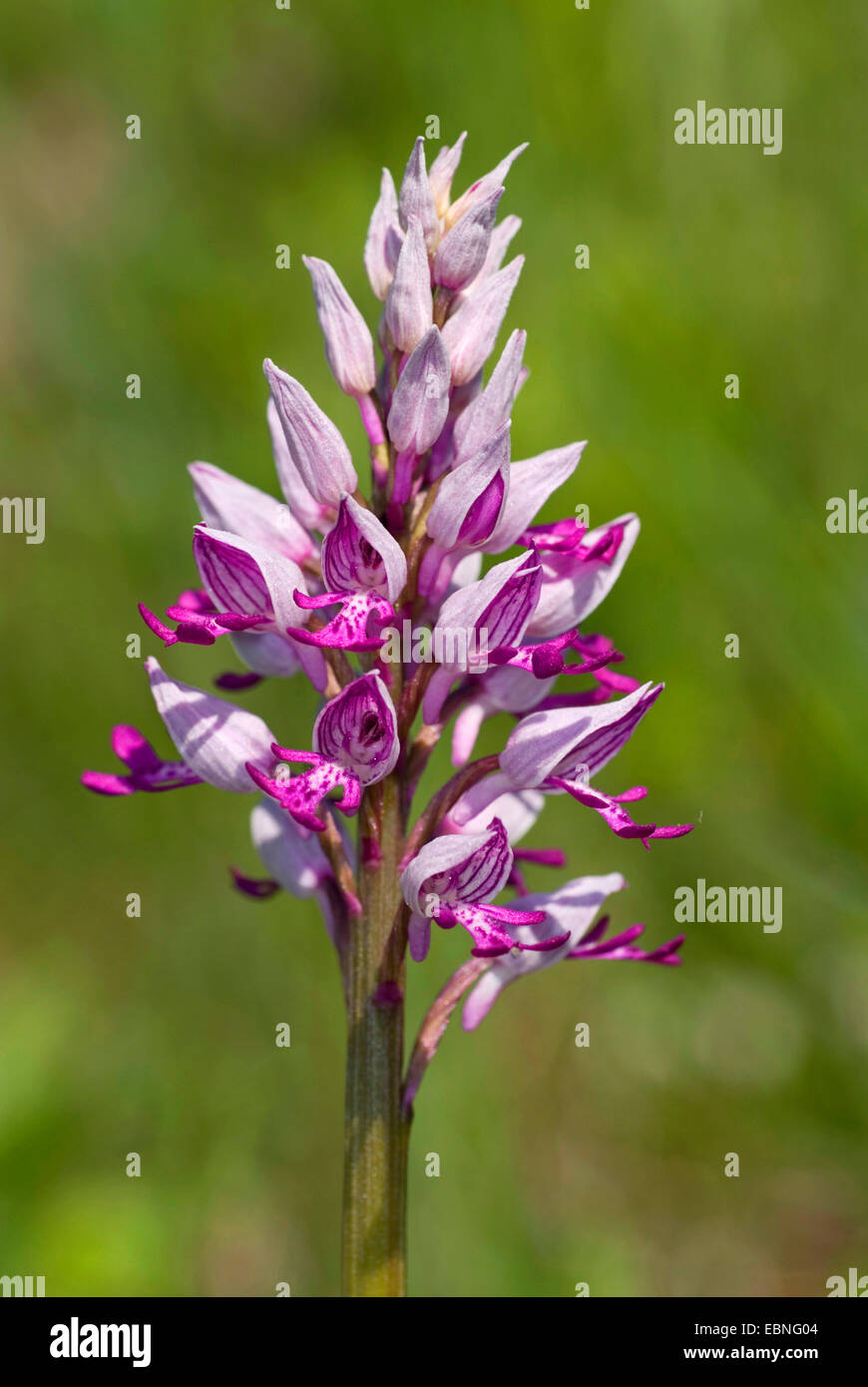 military orchid (Orchis militaris), inflorescence, Germany Stock Photo
