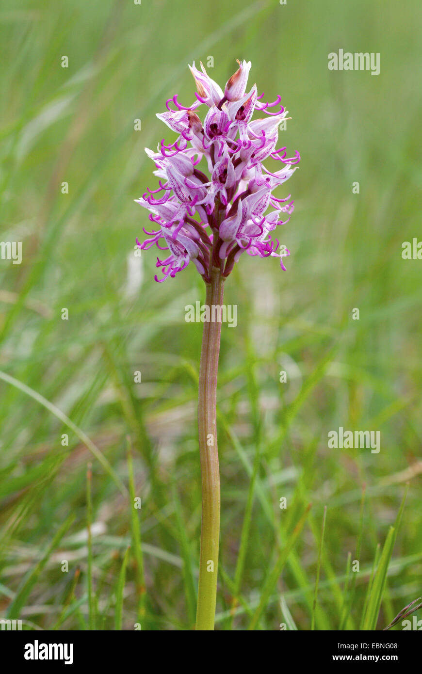 monkey orchid (Orchis simia), blooming, Germany Stock Photo