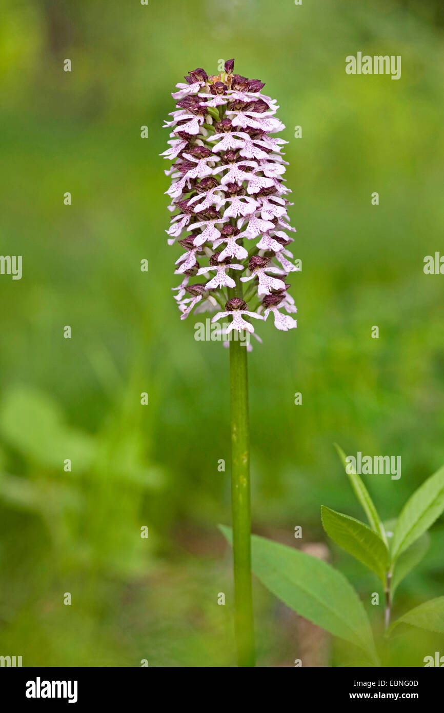 lady orchid (Orchis purpurea), inflorescence, Germany Stock Photo