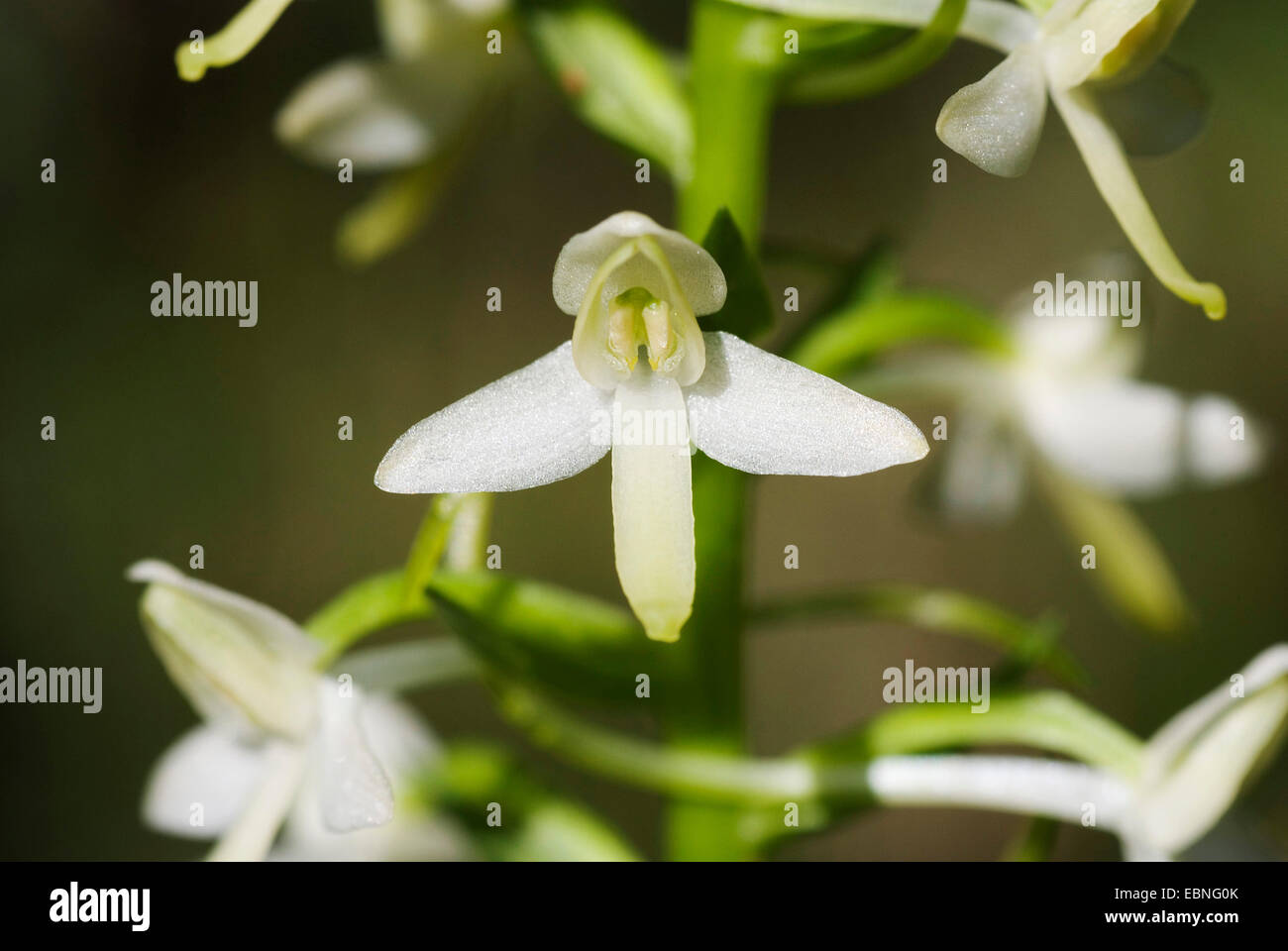 lesser butterfly-orchid (Platanthera bifolia), flower, Germany Stock Photo