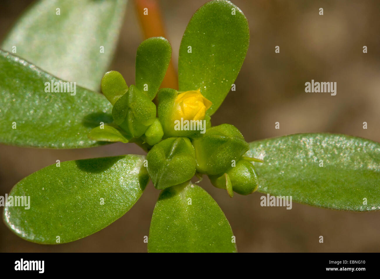 little hogweed (Portulaca oleracea subsp. oleracea), in bud, Germany Stock Photo