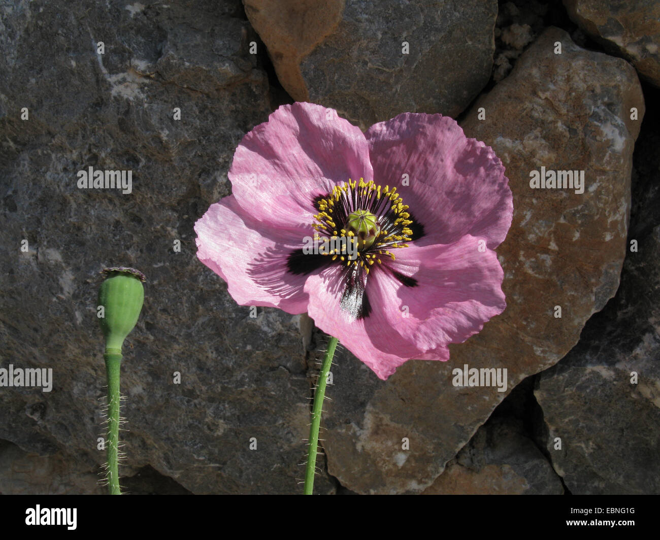 opium poppy (Papaver somniferum ssp. setigerum, Papaver setigerum), wild form of opium poppy, flower and fruit, Spain, Balearen, Majorca Stock Photo