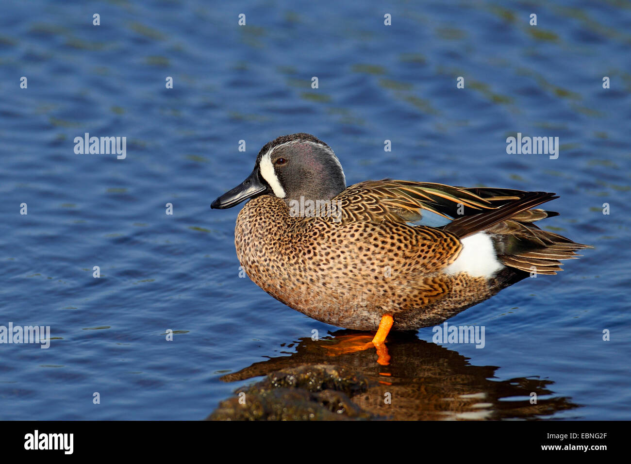 blue-winged teal (Anas discors), male standing in shallow water, USA, Florida Stock Photo
