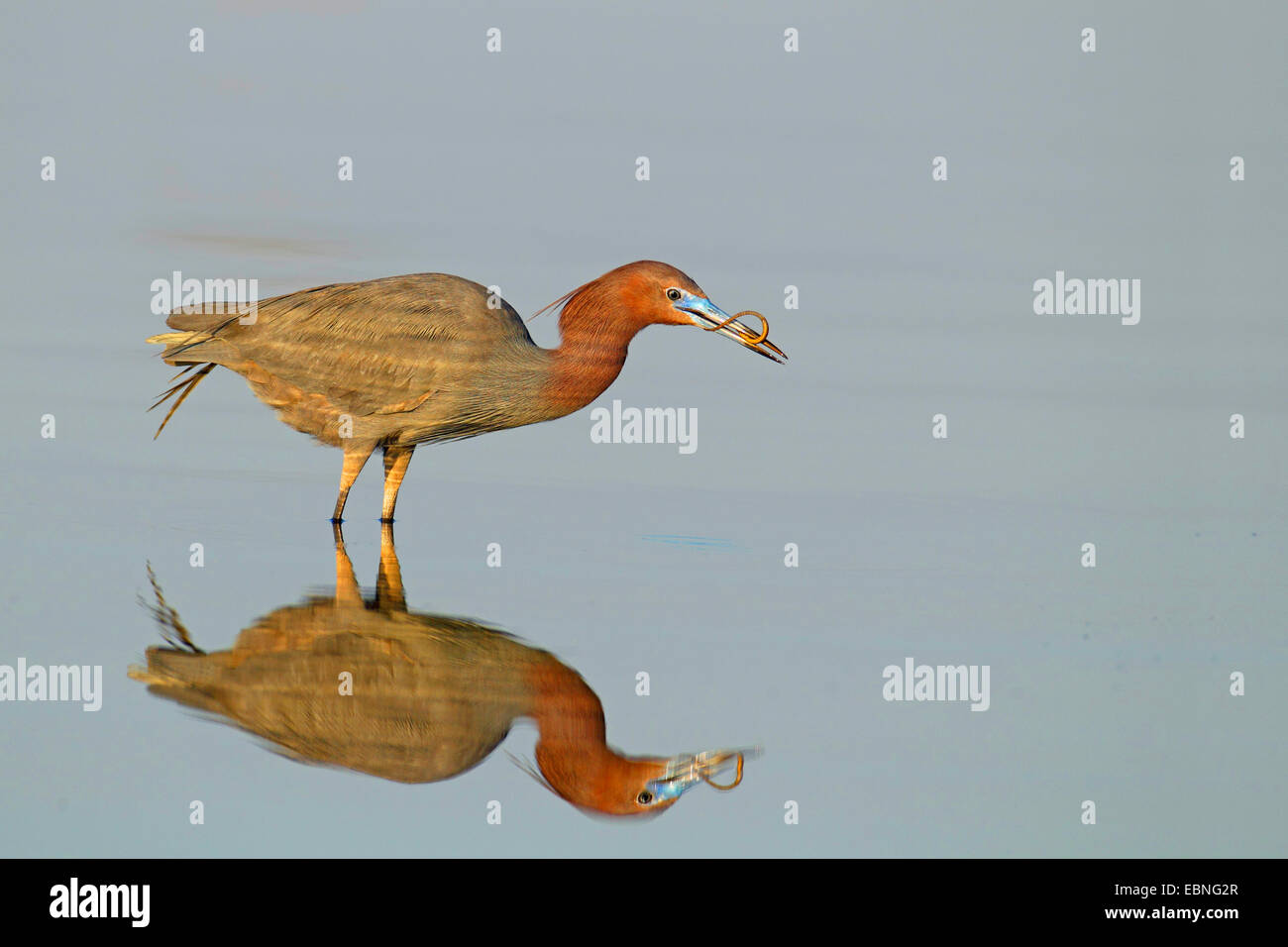 reddish egret (Egretta rufescens), standing in shallow water with a fish in the bill, mirror image, USA, Florida Stock Photo
