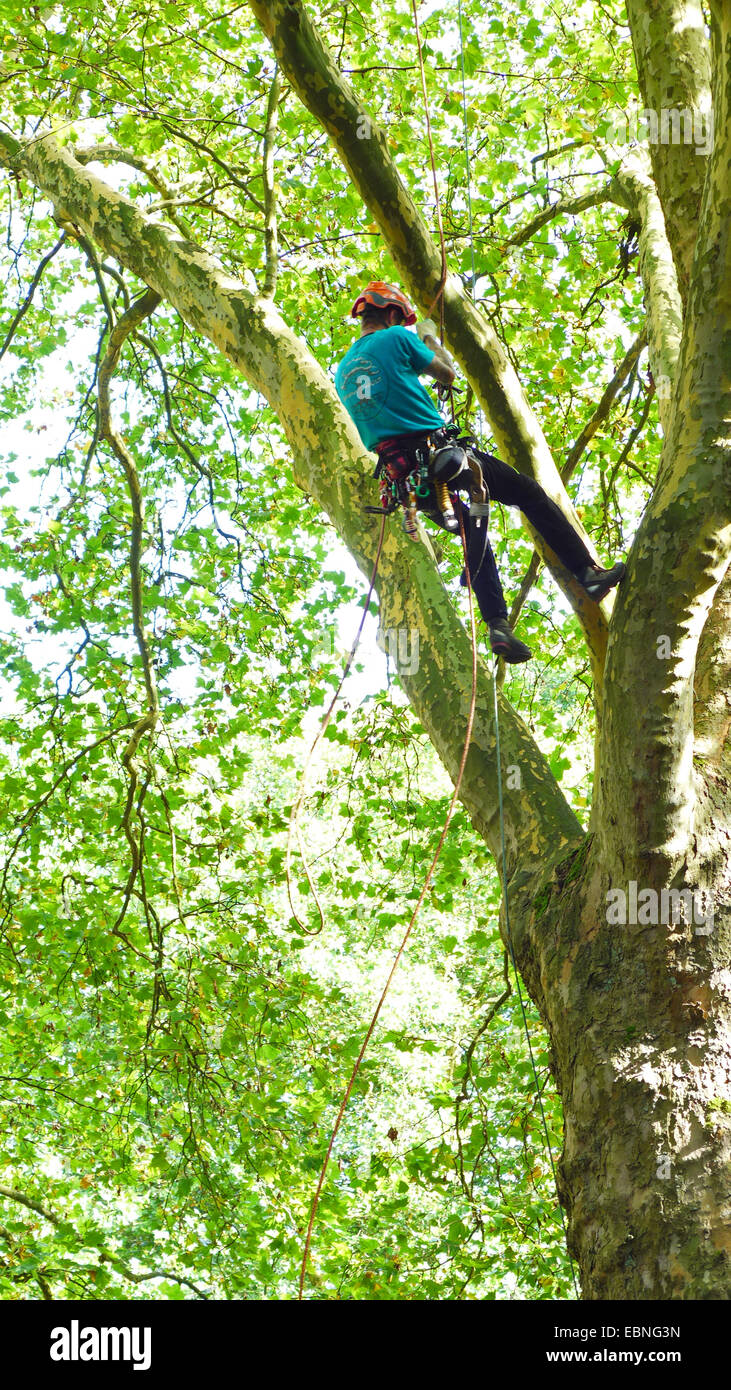 arborist climbing in a tree, Germany Stock Photo