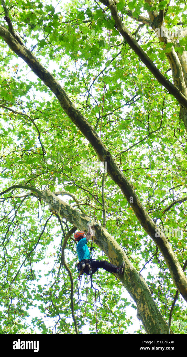 arborist climbing in a tree, Germany Stock Photo