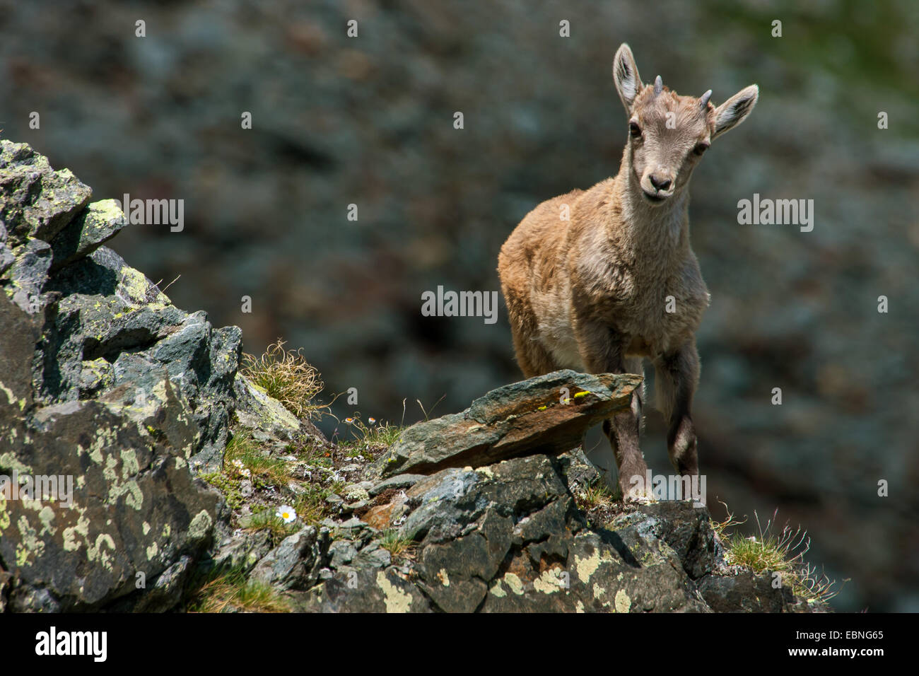 Alpine ibex (Capra ibex, Capra ibex ibex), yeanling standing on a rock and looking into the valley, Switzerland, Valais, Saas Fee Stock Photo