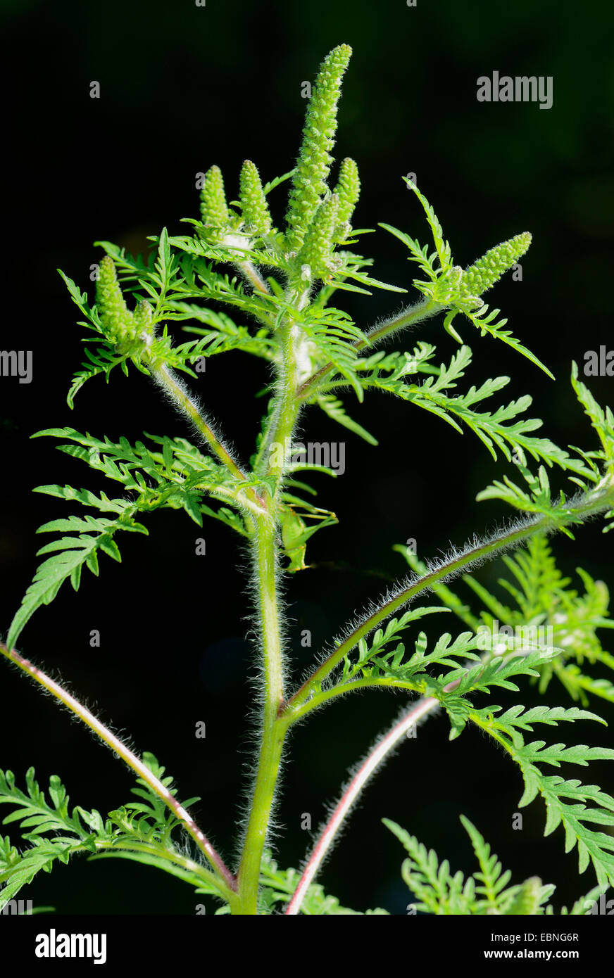 Annual ragweed, Common ragweed, Bitter-weed, Hog-weed, Roman wormwood (Ambrosia artemisiifolia), blooming, Germany, North Rhine-Westphalia Stock Photo