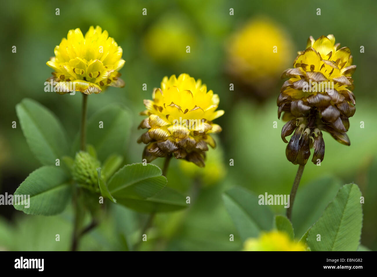 brown clover (Trifolium badium), blooming, Germany Stock Photo