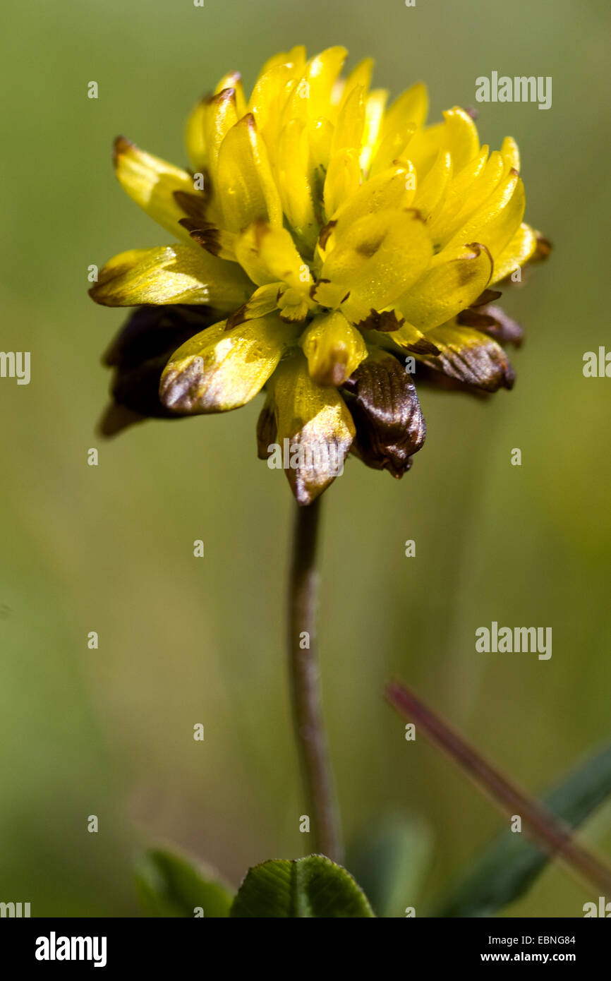 brown clover (Trifolium badium), inflorescence, Germany Stock Photo