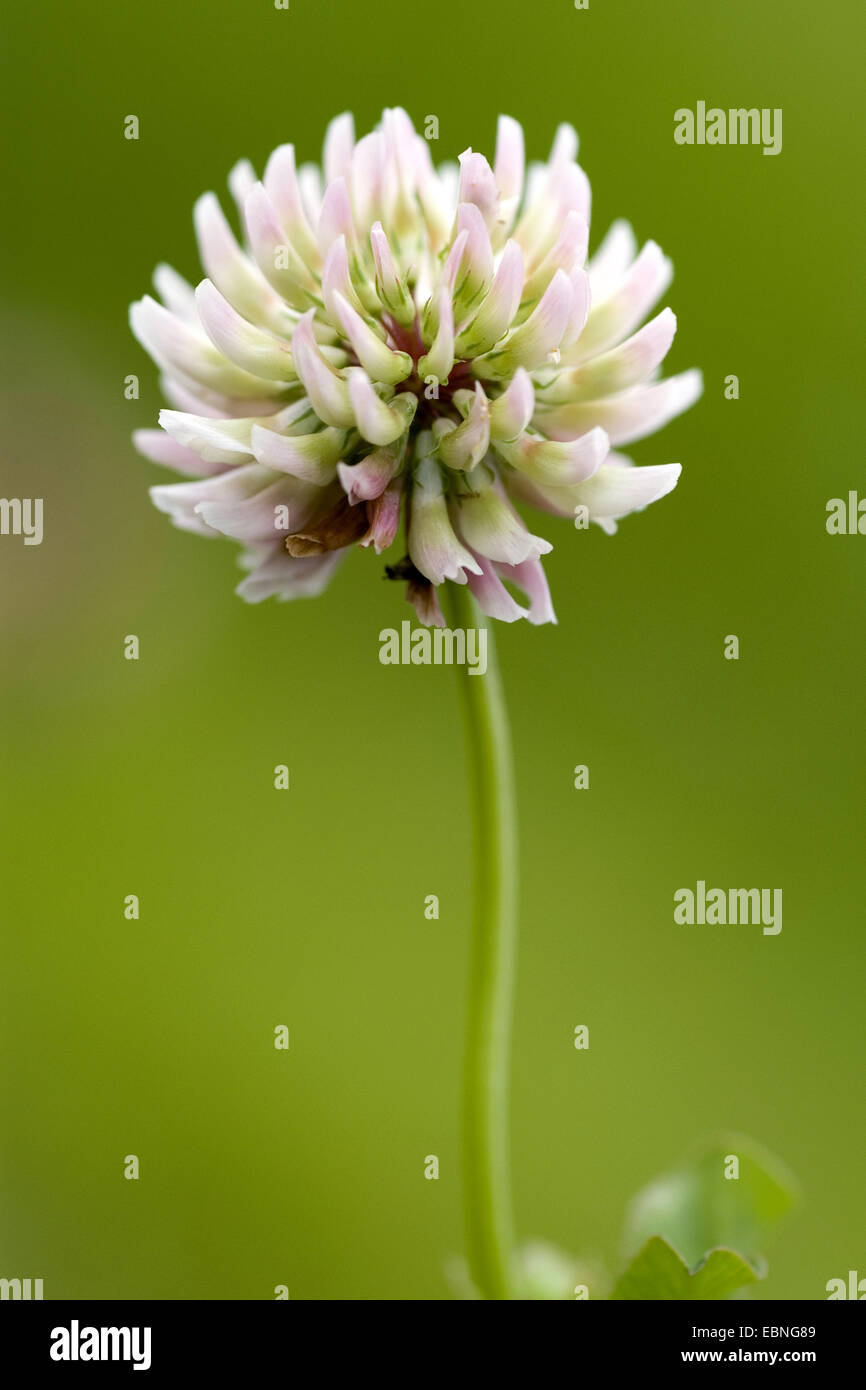 Alsike clover (Trifolium hybridum), inflorescence, Switzerland Stock