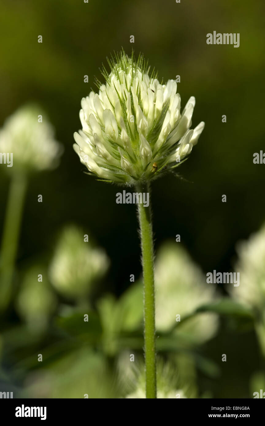 Hungarian Clover (Trifolium pannonicum), inflorescence Stock Photo