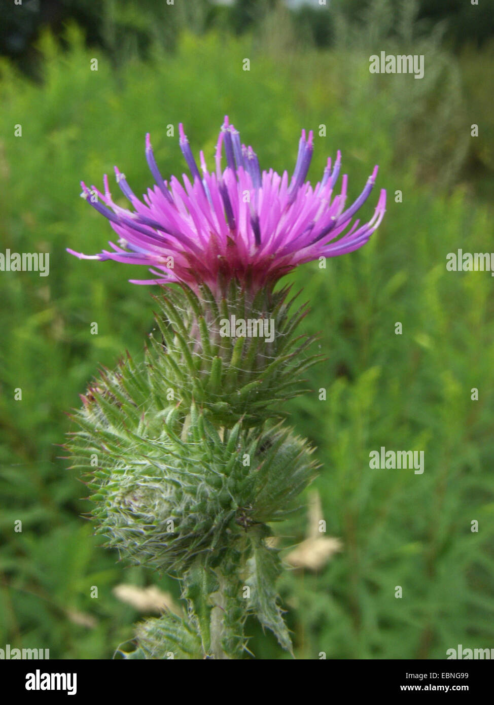 curled thistle, welted thistle, curled plumless-thistle (Carduus crispus), blooming inflorescence, Germany Stock Photo