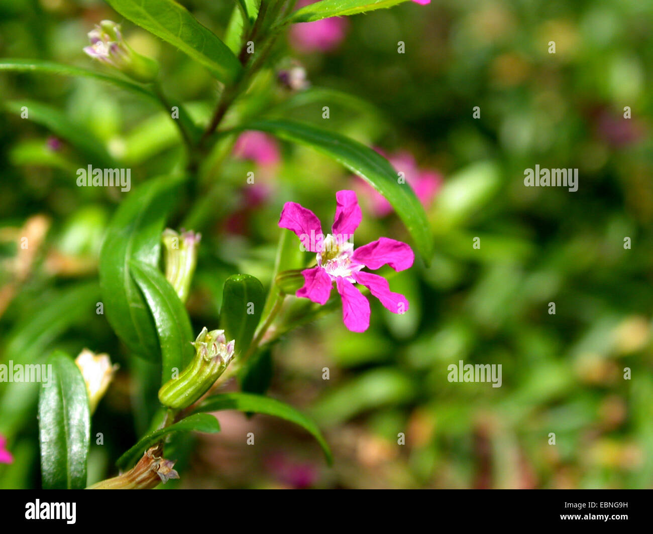 elfin herb, false heather (Cuphea hyssopifolia), flower Stock Photo